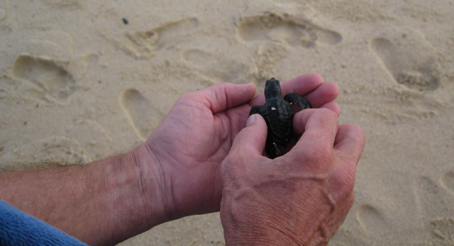 turtle eggs hatch